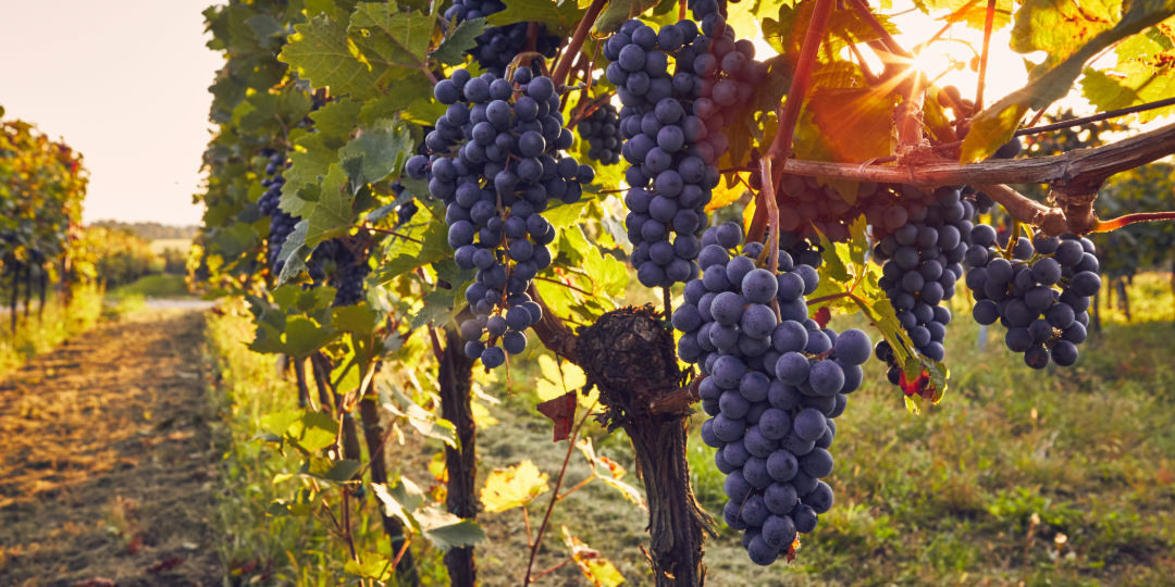 GrapevineAbide Web Header Grapevines with sunshine